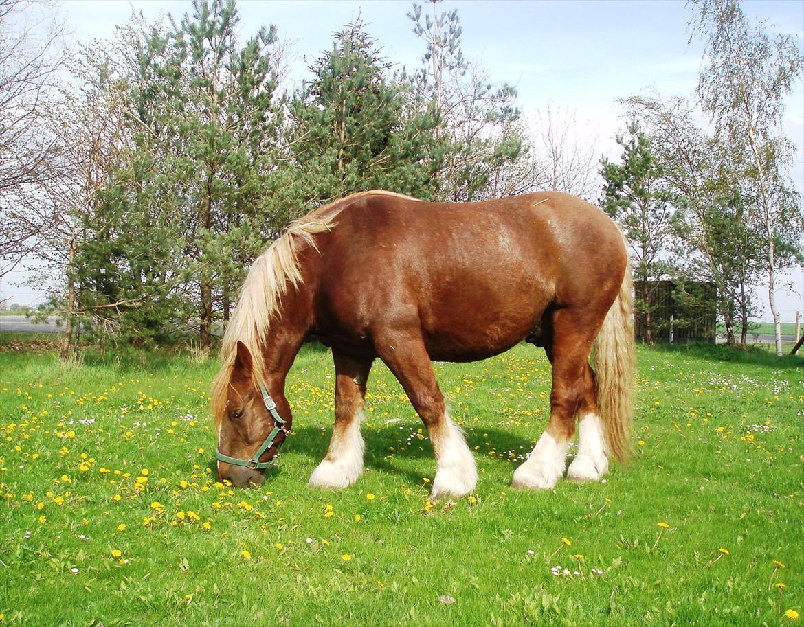 Schleswiger UNIK billede 2