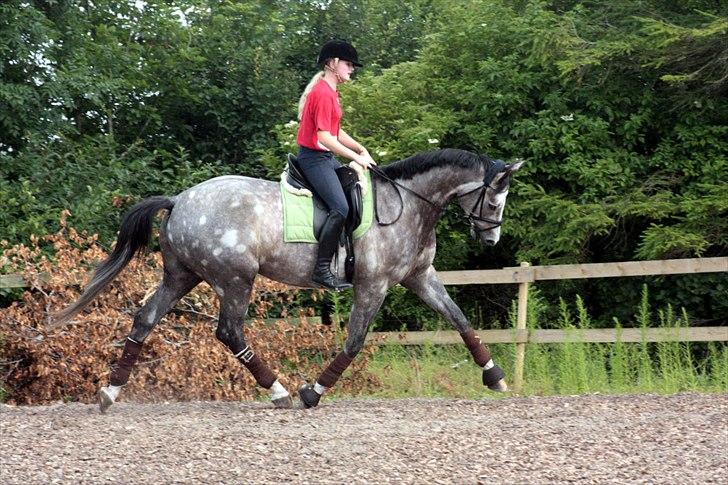 Trakehner Hejduk  billede 5