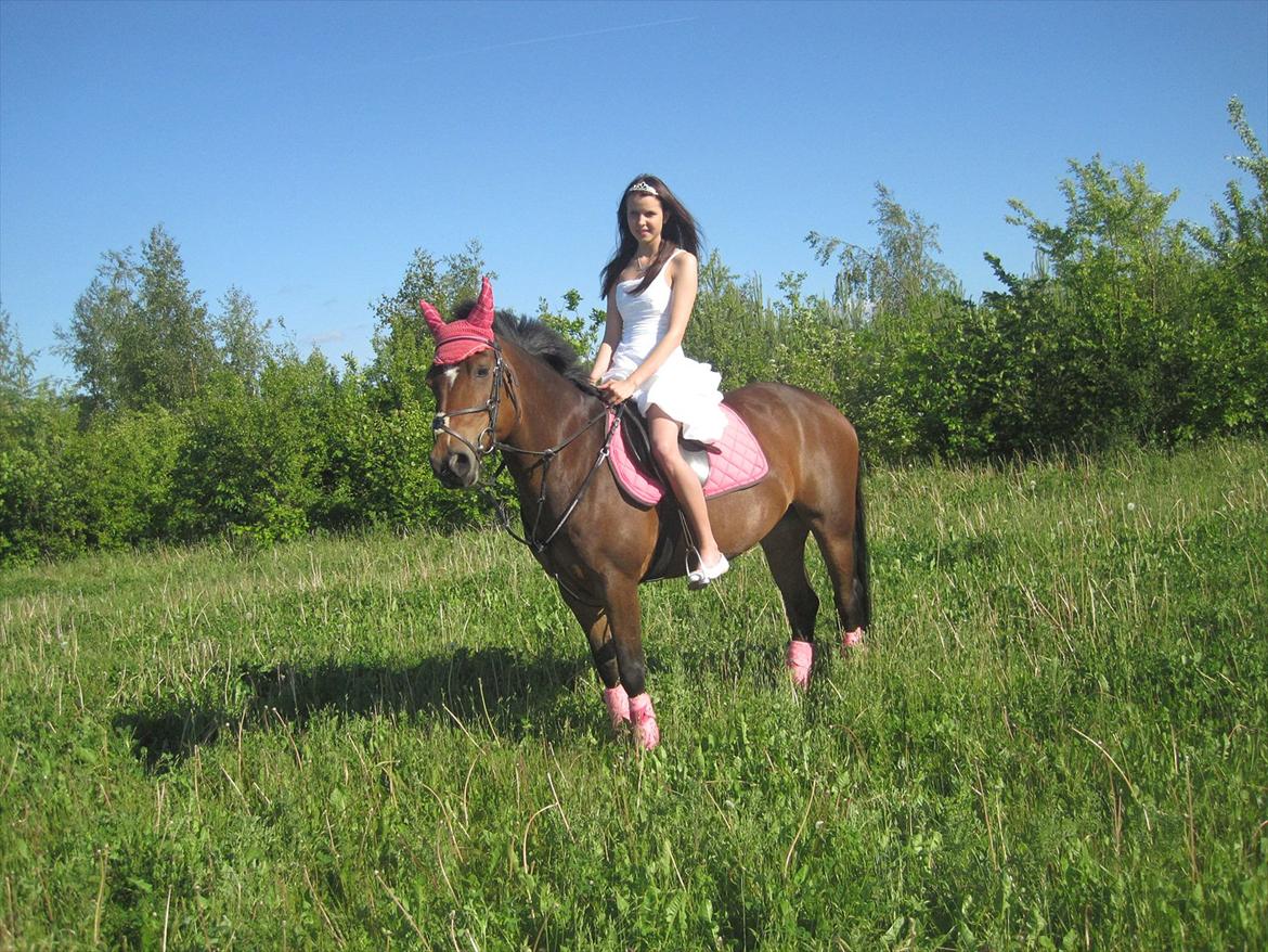 Hollandsk Sportspony Nørremarks Katinka billede 3