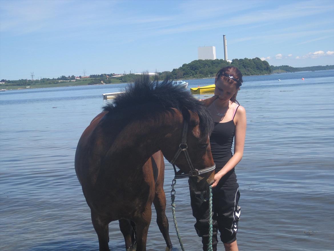 Hollandsk Sportspony Nørremarks Katinka billede 6