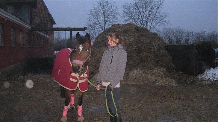 Hollandsk Sportspony Nørremarks Katinka billede 8