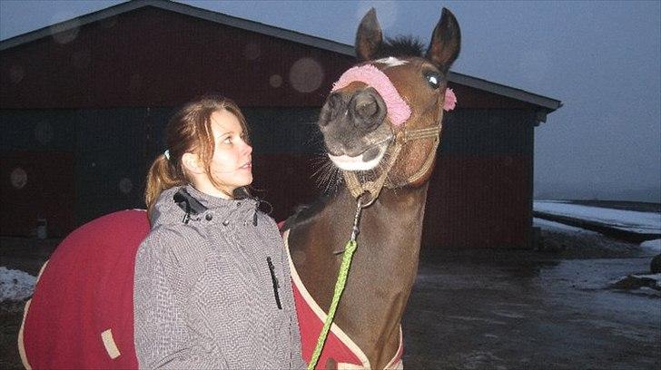 Hollandsk Sportspony Nørremarks Katinka billede 9