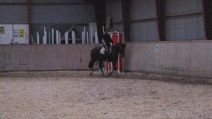 Hollandsk Sportspony Nørremarks Katinka billede 10