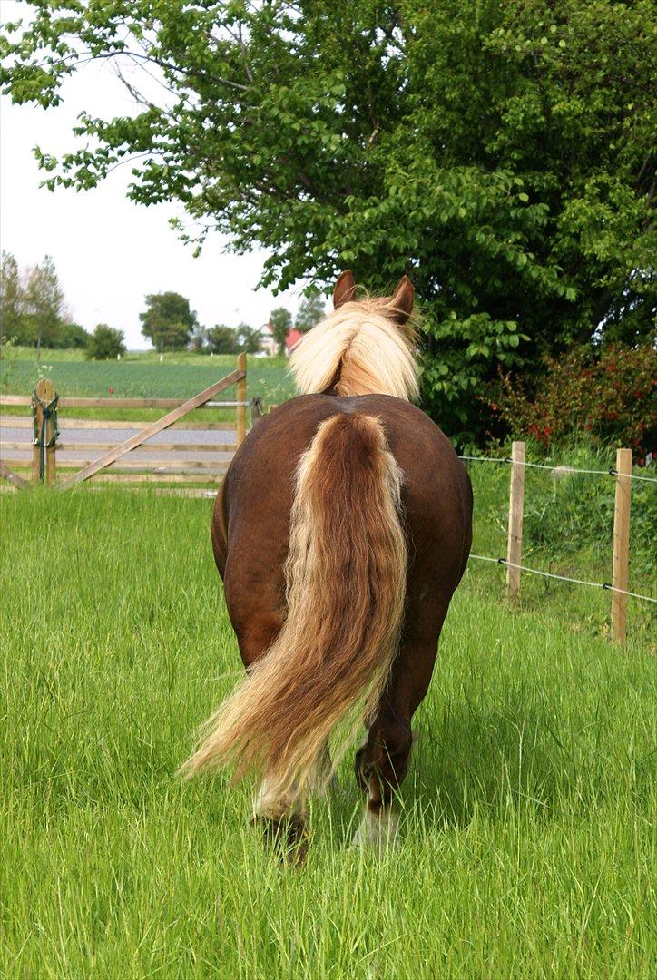 Schleswiger UNIK billede 5