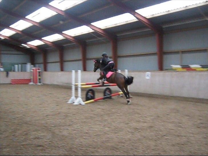 Hollandsk Sportspony Nørremarks Katinka billede 13