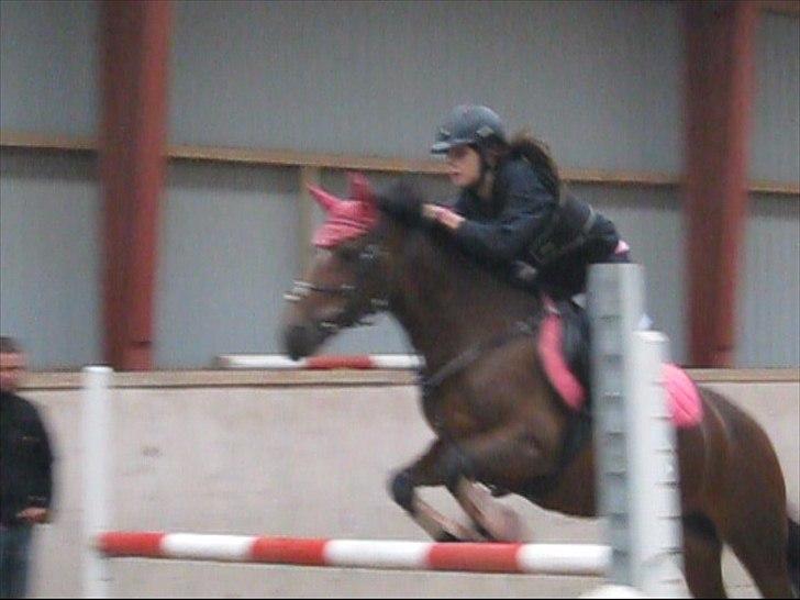 Hollandsk Sportspony Nørremarks Katinka billede 15