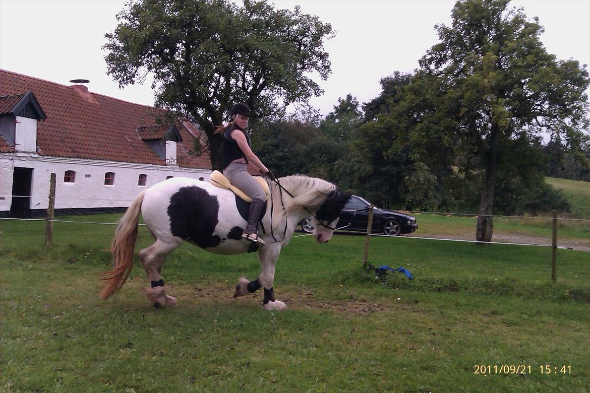 Tinker Ulvebakgaard's Iris  - Se det her er RIGTIG ridning! en samlet hest uden bid i munden :o) billede 18