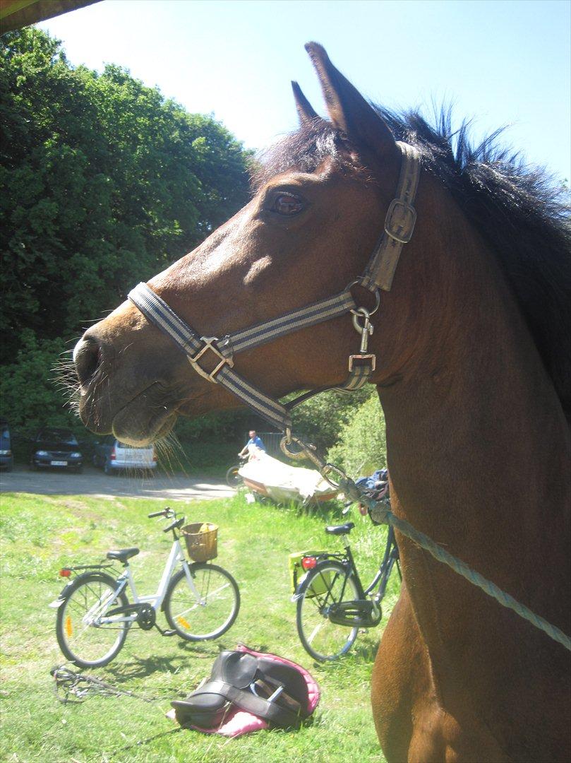 Hollandsk Sportspony Nørremarks Katinka billede 16