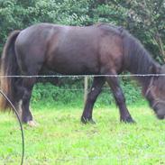 Irish Cob Marco of Chopin