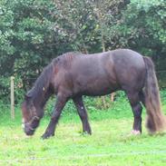 Irish Cob Marco of Chopin