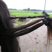 Irish Cob Marco of Chopin