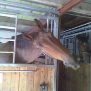 Dansk Varmblod Duelundgårds Chagall