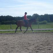 Arabisk fuldblod (OX) Akija(Tidl. Pony)