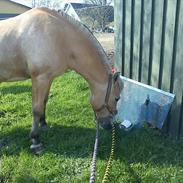 Anden særlig race pony