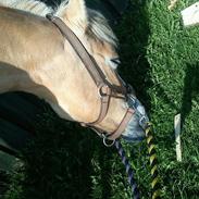 Anden særlig race pony