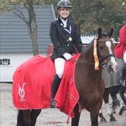 Welsh Cob (sec D) Dorthealyst Omikron - Aldrig glemt, altid gemt