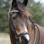 New Forest Orchid´s Sheila B-pony