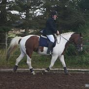 Pinto Sky Light Aka Mulle [Min Soulmate]