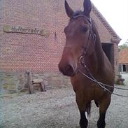 Dansk Varmblod Duelundgårds Chagall