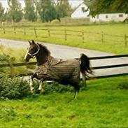 Hollandsk Varmblod Bumone