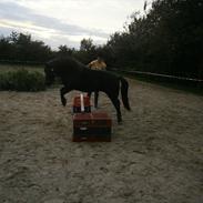 Shetlænder Tulle (MY LITTLE SOULMATE) <3 SOLGT ! :(