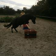 Shetlænder Tulle (MY LITTLE SOULMATE) <3 SOLGT ! :(