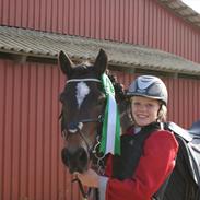 Welsh Cob (sec D) Moonlight