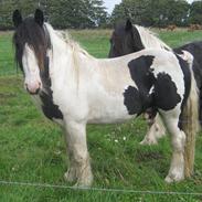 Tinker Solsøens Bandit