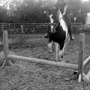 Anden særlig race Stella