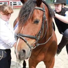 Welsh Cob (sec D) Lesto Dalton