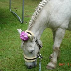 Anden særlig race Laban