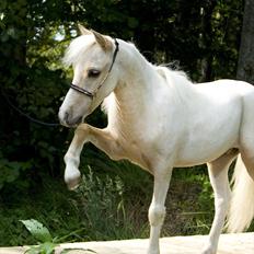 Amerikansk Miniature ***Entertainer***