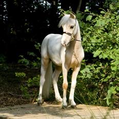 Amerikansk Miniature ***Entertainer***