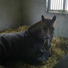 New Forest Engdalens Wendy - min bedste ven <3