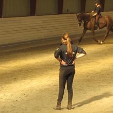 Dansk Varmblod Lobergs Nimb