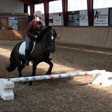 Anden særlig race Bobo SOLGT