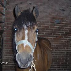 Welsh Mountain (sec A) Freja *Aflivet :'( I miss you*