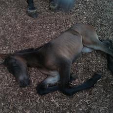 Anden særlig race Egebæks Bailey <3