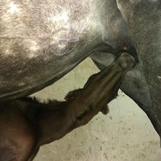 Anden særlig race Egebæks Bailey <3