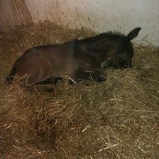 Anden særlig race Egebæks Bailey <3