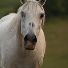 Sportsaraber (A) Al-mahallah [Part] 'R.I.P'