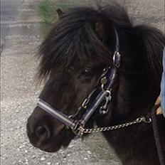 Shetlænder "Brumme" - Tusindfryds Niall