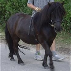 Shetlænder "Brumme" - Tusindfryds Niall