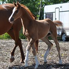 Anden særlig race Aarupgaards  Medina