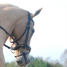 Palomino Gh´s Canoir 