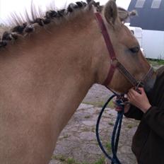 Fjordhest Frida af Tranemosen