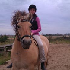 Fjordhest Frida af Tranemosen