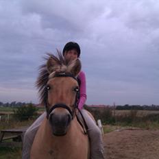 Fjordhest Frida af Tranemosen