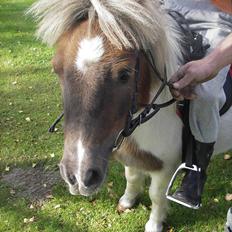 Shetlænder billy boy, my heart i:'<3