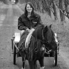 Shetlænder Ghost *Grynte* <3